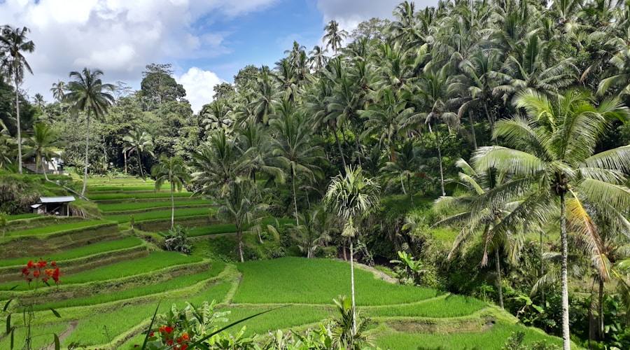 Bali travel news 2026-06-11