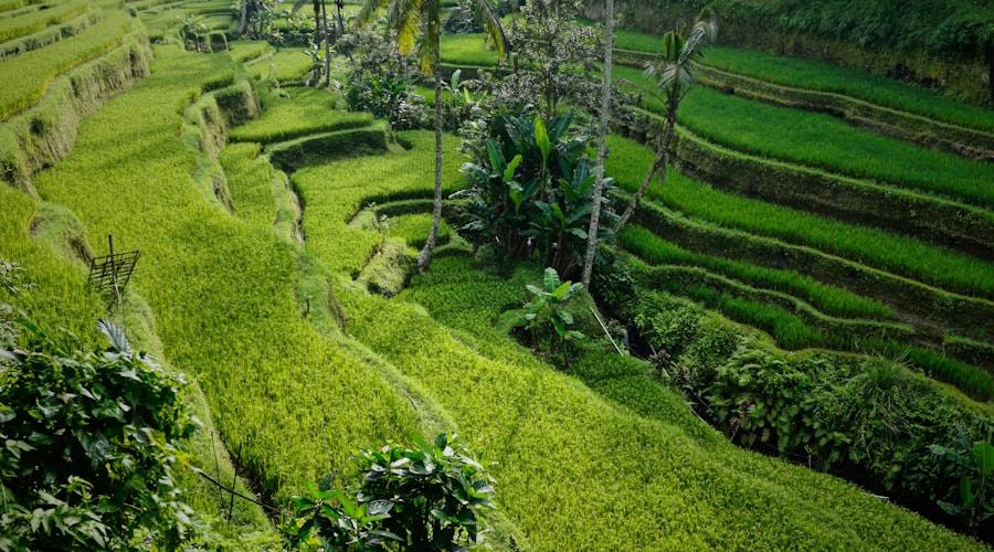 Bali travel news 2026-06-14